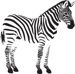 zebra animal vector illustration