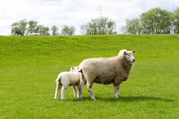 Sheep with young sheep on the pasture in Northern Germany