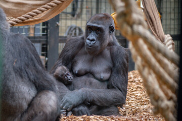 Mother gorilla with her baby at the zoo