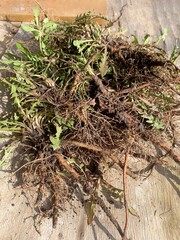 Roots and leaves of a dandelion plant.