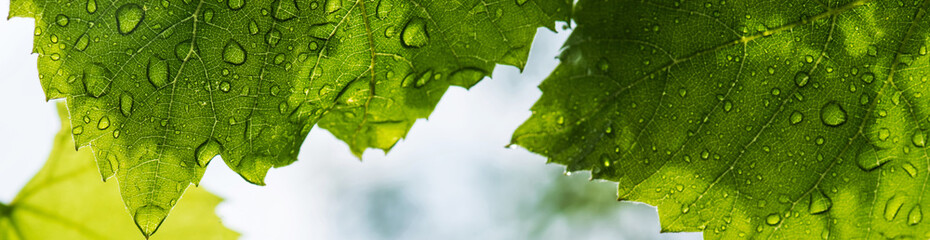 Rainwater drops on grape leaves. Selective focus.