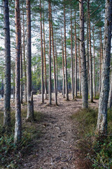 Obraz premium footpath in the woods