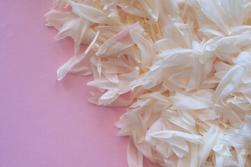 Bouquet of stylish peonies close-up. Pink and white peony flowers. Close-up of flower petals with water drops. Floral card or wallpaper. Delicate abstract floral pastel background