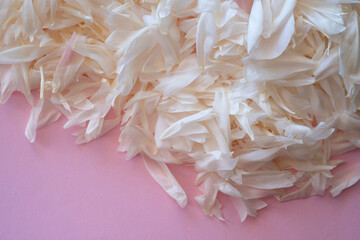 Pink and white peony flowers. Close-up of flower petals with water drops. Floral card or wallpaper....