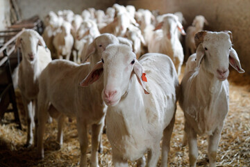 sheep farm for milk and cheese production