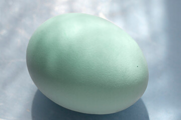 araucana mapuche chicken eggs of Chile  and  they are blue or green