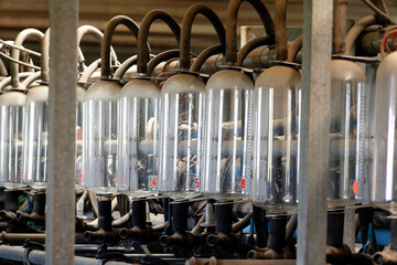 yield milk meters on sheep farm for milk and cheese production