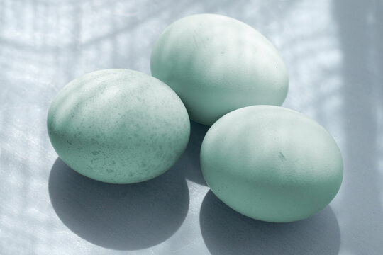 araucana mapuche chicken eggs of Chile  and  they are blue or green