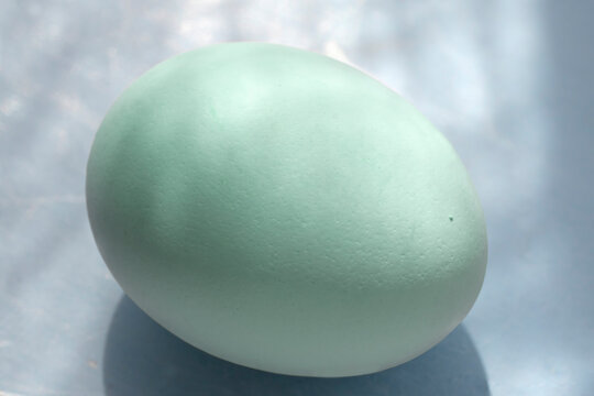 araucana mapuche chicken eggs of Chile  and  they are blue or green