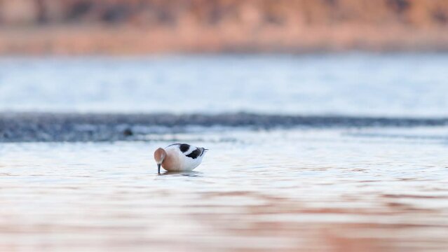 American Avocet (Recurvirostra americana) bird foraging in the shallows of a lake in Eastern Washington state. Captured at 60 frames per second.