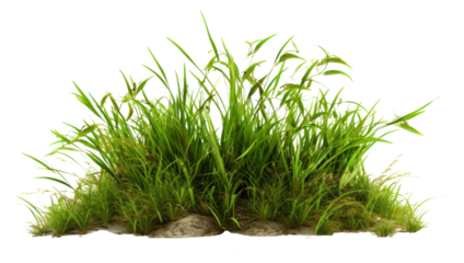 PNG Grass plant white background tranquility.
