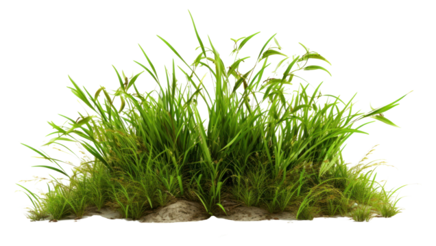 PNG Grass plant white background tranquility.