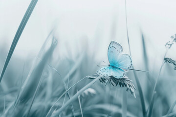 A colorful blue butterfly perched on top of a long blade of grass