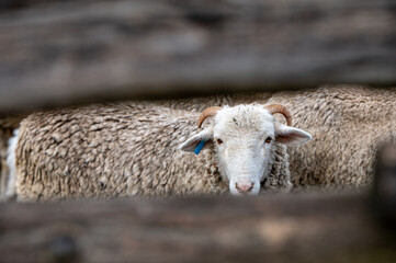 View of sheep seen through fence