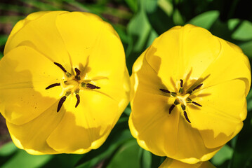 Top view of two yellow tulips in the garden.