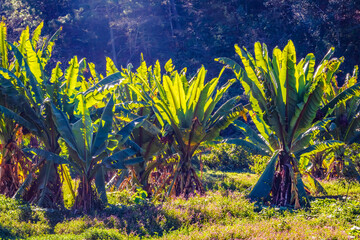 Musa x paradisiaca banana tree in the place where the lake in Valle de Bravo, state of Mexico,...