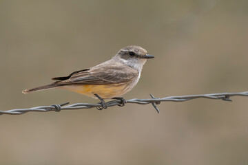 Female Vermillion Flycatcher in Arizona