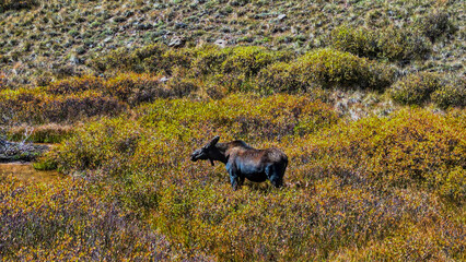 Cow Grazing in Tall Grass Field