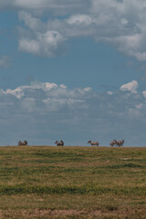 Zebras graze under cloudy skies on Kenyan grassland