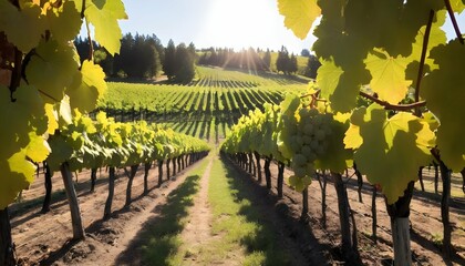 A sun drenched vineyard with rows of grapevines upscaled 5