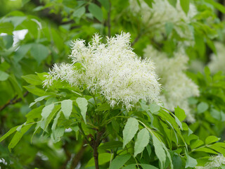 (Fraxinus ornus) South European flowering ash or red ash, ornamental tree bearing decorative...