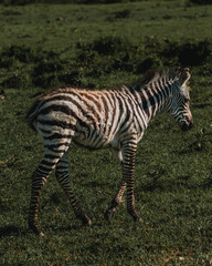 Young zebra portrait with vivid stripes, Masai Mara