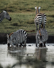 Fototapeta premium Zebras reflected at waterhole in Kenyan savannah