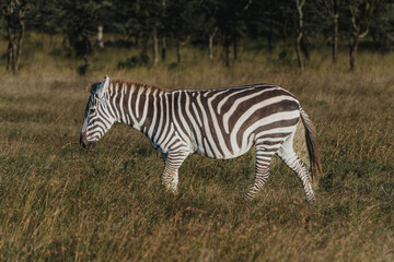 Solitary zebra in lush Masai Mara grassland