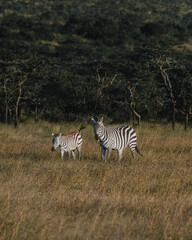 Zebra in lush Masai Mara grassland