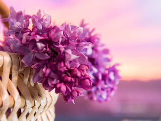 Branch of bright lilac in a basket at sunset