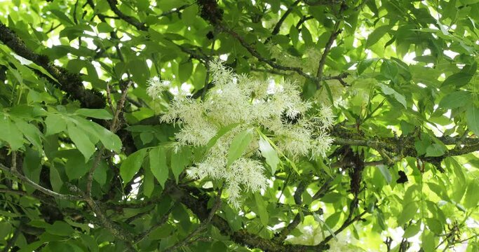 (Fraxinus ornus) South European flowering ash, ornamental tree with oval crown grown for its decorative panicles of creamy-white flowers on slender stems with green foliage