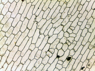 photo of epidermal cells exist in a single layer under the microscope