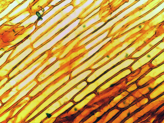 photo of epidermal cells exist in a single layer under the microscope