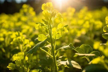 Obraz premium Vibrant yellow wildflowers in a field