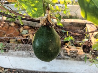 Passiflora alata