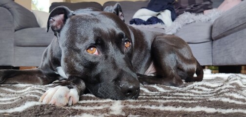 Staffordshire bull terrier lying on the carpet