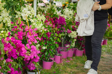 Bright colorful bougainvillea in flower pots, sale to gardeners, spring season