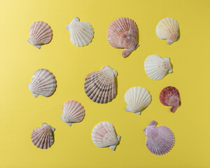 Creative seashell pattern on bright yellow background. Summer minimal concept.