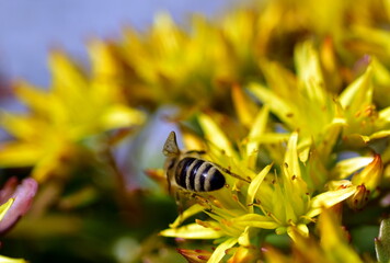 Biene auf einer blühenden Fetthenne
