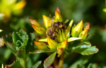 Biene auf einer blühenden Fetthenne