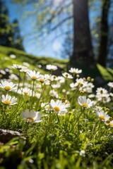 Vibrant field of white daisies in a lush green meadow © Balaraw