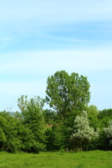 A group of trees in a grassy area