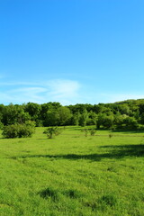 Fototapeta premium A field of grass with trees in the background