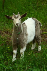 A goat standing in the grass