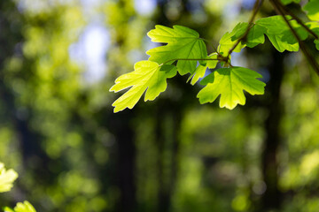  Young maple sprout in the spring sun and in backlight. Glowing leaves in the ambient light against green background.