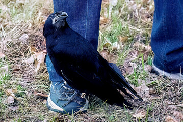 Naklejka premium Big black raven sits on the foot.
