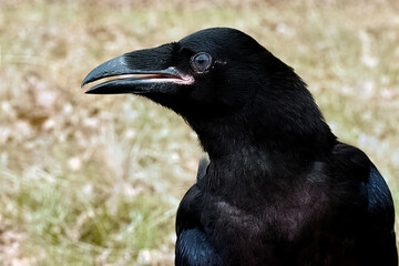 Naklejka premium Portrait of a large black raven.