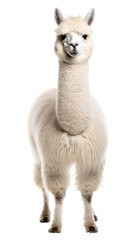 PNG Llama animal alpaca mammal.