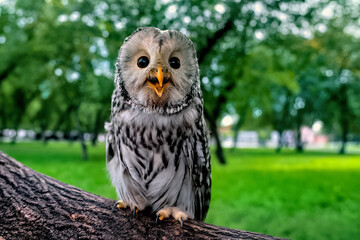 A big beautiful owl sits on a tree in the park. Close up.