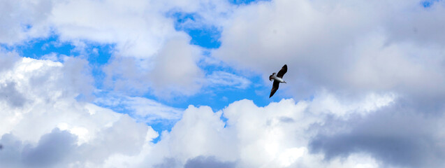 Seagull in flight, blue sky and large white clouds in the background, banner format.
